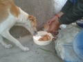 Feeding Dog - 1