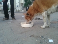 Feeding Dog - 1