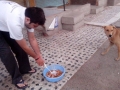 Feeding Dog-2