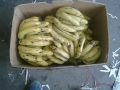 Fruit Destribution