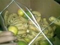 Fruit Destribution